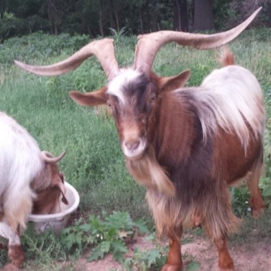 Goat w: Horns